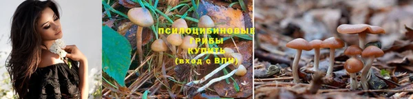 PSILOCYBIN Алексеевка